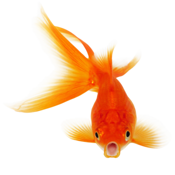 Transparent Real Golden Fish Clip Art PNG Image HD Wallpapers For Android
