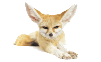 Transparent  Fennec Fox PNG Image HD Wallpapers For Android