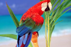 Tropical Colors Parrot
