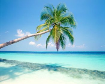 Tropical Island HD Wallpaper For Free