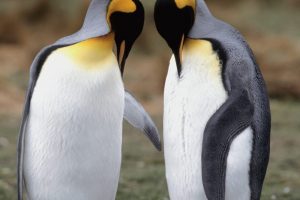 Tuxedo Check King Penguins
