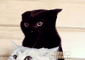 Warning Scary Angry Cats Animated Gif