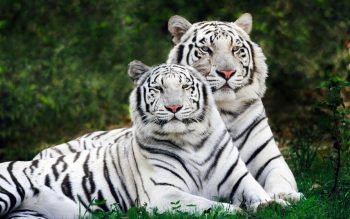 White Bengal Tigers Widescreen