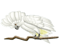 White Parrot Animation Super