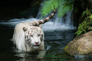 White Tiger Beautiful