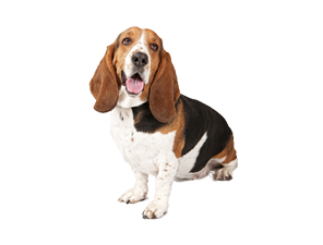 Basset Hound HD Wallpaper Download For Android Mobile