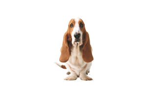 Cure Basset Hound Picture Full HD Wallpaper Download