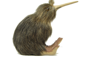 Setting Kiwi Bird PNG image HD Wallpaper Download For Android Mobile Wallpapers HD For I Phone Six Free Download
