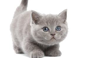 Shock Kitten PNG Image HD Wallpaper Download For Android Mobile Wallpapers HD For I Phone Six Free Download