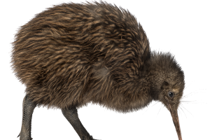 Baby Kiwi Bird  PNG Image HD Wallpaper Download For Android Mobile Wallpapers HD For I Phone Six Free Download