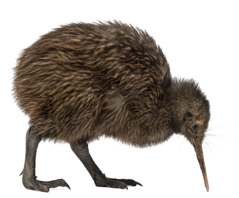 Baby Kiwi Bird  PNG Image HD Wallpaper Download For Android Mobile Wallpapers HD For I Phone Six Free Download