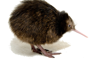 Baby Kiwi Bird HD PNG image HD Wallpaper Download For Android Mobile Wallpapers HD For I Phone Six Free Download