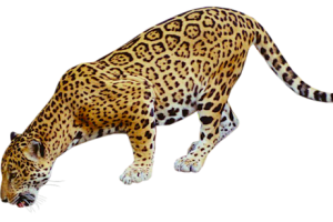 3D Jaguar HD PNG image HD Wallpaper Download For Android Mobile Wallpapers HD For I Phone Six Free Download