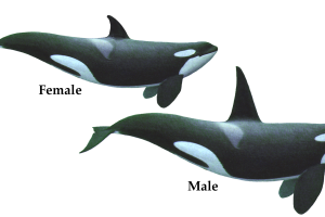 Couple of Killer Whale PNG image HD Wallpaper Download For Android Mobile Wallpapers HD For I Phone Six Free Download