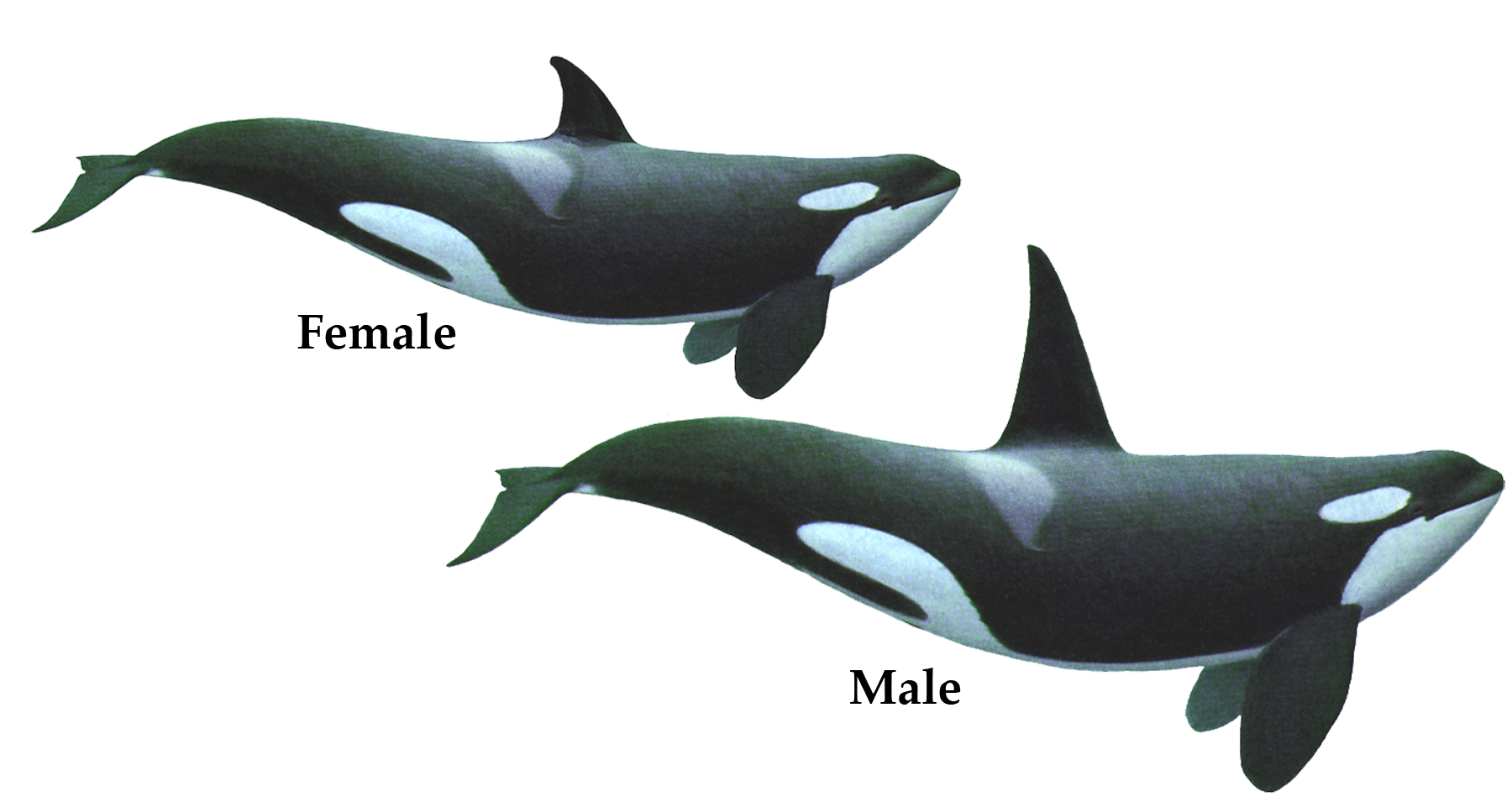 Couple of Killer Whale PNG image HD Wallpaper Download For Android Mobile Wallpapers  HD For I Phone Six Free Download - Download hd wallpapers