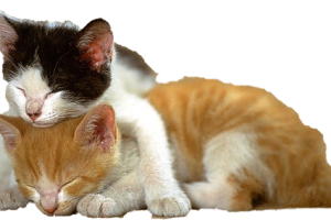 Playing Kittens PNG image HD Wallpaper Download For Android Mobile Wallpapers HD For I Phone Six Free Download