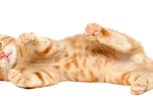 Lean Kitten PNG Image HD Wallpaper Download For Android Mobile Wallpapers HD For I Phone Six Free Download