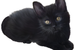 Black Kitten PNG image HD Wallpaper Download For Android Mobile Wallpapers HD For I Phone Six Free Download