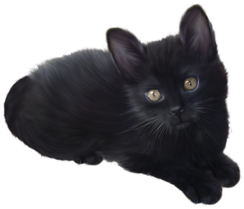 Black Kitten PNG image HD Wallpaper Download For Android Mobile Wallpapers HD For I Phone Six Free Download