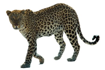 Walking Leopard HD PNG image HD Wallpaper Download For Android Mobile Wallpapers HD For I Phone Six Free Download