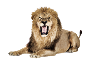 Setting  Lion  Roar PNG image HD Wallpaper Download For Android Mobile Wallpapers HD For I Phone Six Free Download