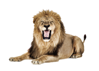 Setting  Lion  Roar PNG image HD Wallpaper Download For Android Mobile Wallpapers HD For I Phone Six Free Download
