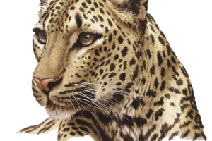 Leopard Face PNG HD Image HD Wallpaper Download For Android Mobile Wallpapers HD For I Phone Six Free Download