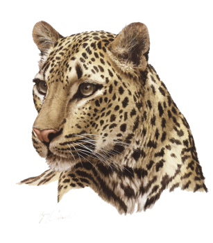 Leopard Face PNG HD Image HD Wallpaper Download For Android Mobile Wallpapers HD For I Phone Six Free Download