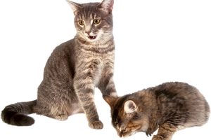 Baby Kitten with Mom Cat Transparent Image HD Wallpaper Download For Android Mobile Wallpapers HD For I Phone Six Free Download