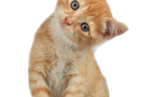 Cute Kitten Clipart PNG image HD Wallpaper Download For Android Mobile Wallpapers HD For I Phone Six Free Download