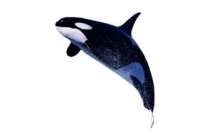HD Killer Whale PNG | HD Wallpaper Download For Android Mobile | Wallpaper HD For I Phone Six Free