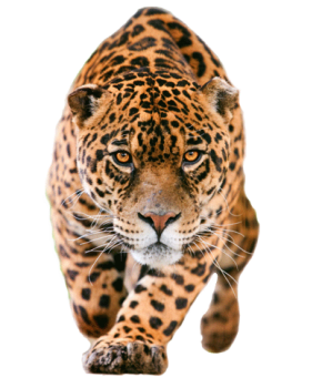 Jaguar Facing PNG image HD Wallpaper Download For Android Mobile Wallpapers HD For I Phone Six Free Download