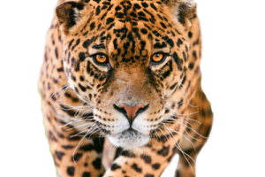 Jaguar Facing PNG image HD Wallpaper Download For Android Mobile Wallpapers HD For I Phone Six Free Download