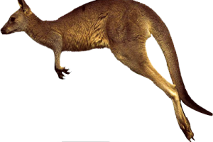 Jumping  Kangaroo PNG image HD Wallpaper Download For Android Mobile Wallpapers HD For I Phone Six Free Download