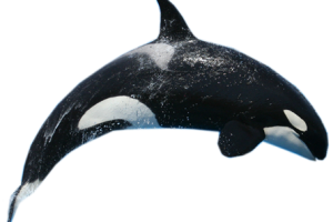 Dive of   Killer Whale PNG image HD Wallpaper Download For Android Mobile Wallpapers HD For I Phone Six Free Download