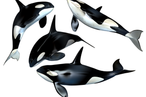 Group of Killer Whale PNG Clipart HD Wallpaper Download For Android Mobile Wallpapers HD For I Phone Six Free Download