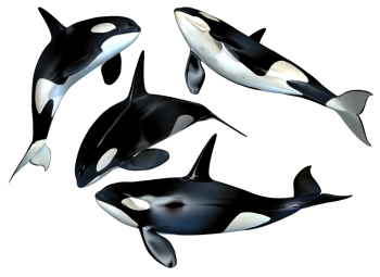 Group of Killer Whale PNG Clipart HD Wallpaper Download For Android Mobile Wallpapers HD For I Phone Six Free Download