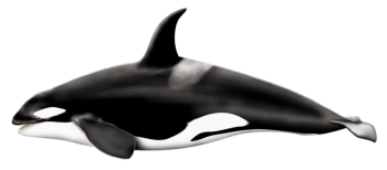 Huge  Killer Whale PNG image HD Wallpaper Download For Android Mobile Wallpapers HD For I Phone Six Free Download