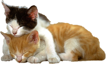 Sleeping  Kitten PNG image HD Wallpaper Download For Android Mobile Wallpapers HD For I Phone Six Free Download