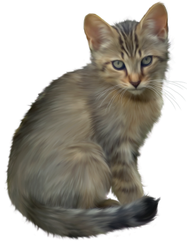 HD Kitten Transparent P HD Wallpaper Download For Android Mobile Wallpapers HD For I Phone Six Free DownloadNG image