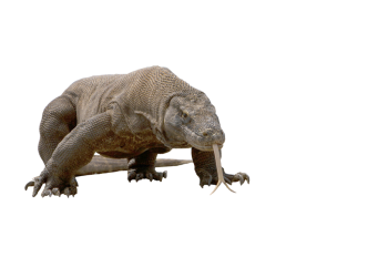 Komodo Dragon HD PNG image HD Wallpaper Download For Android Mobile Wallpapers HD For I Phone Six Free Download