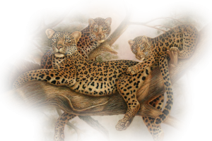 Family of  Leopard HD PNG image HD Wallpaper Download For Android Mobile Wallpapers HD For I Phone Six Free Download