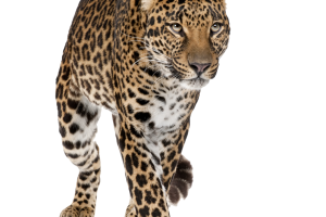 Leopard High Quality PNG HD Wallpaper Download For Android Mobile Wallpapers HD For I Phone Six Free Download