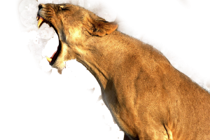 Roar Lion PNG Image | HD Wallpaper Download For Android Mobile | Wallpaper HD For I Phone Six Free Download