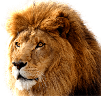 Lion Face PNG | HD Wallpaper Download For Android Mobile | Wallpaper HD For I Phone Six Free Download