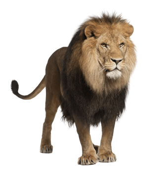 Lion PNG Image Jungle King | HD Wallpaper Download For Android Mobile