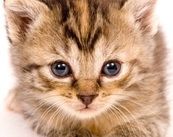 HD Wallpaper Kitten Png Pic