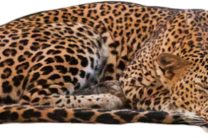 Sleeping Leopard PNG image HD Wallpaper Download For Android Mobile Wallpapers HD For I Phone Six Free Download