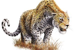 Danger  Leopard Transparent image PNG image HD Wallpaper Download For Android Mobile Wallpapers HD For I Phone Six Free Download