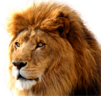 HD Wallpaper Lion Transparent
